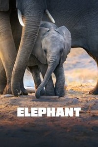 სპილო / Elephant