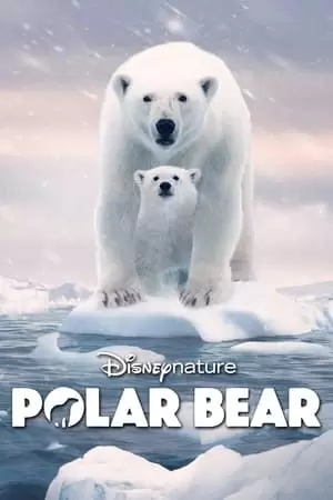 პოლარული დათვი | POLAR BEAR